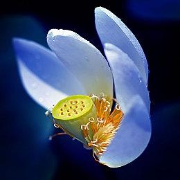 《名望》Steam抢先体验 中世纪PVP生存战斗